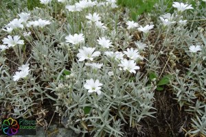 Cerastium tomentosum